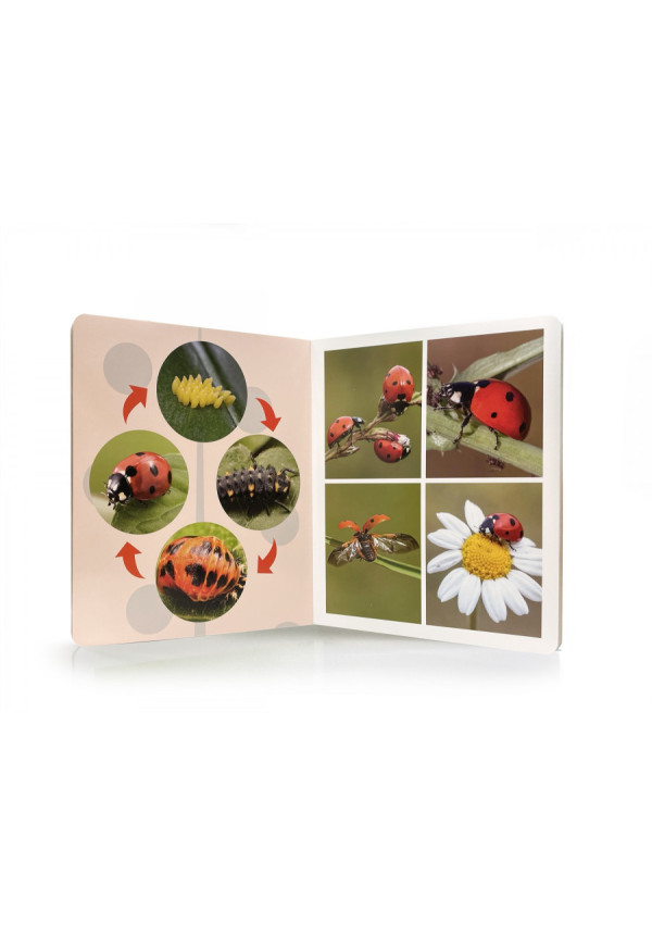 Ciclos de vida-Libro imágenes reales