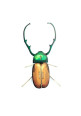 Maqueta 3D Insecto